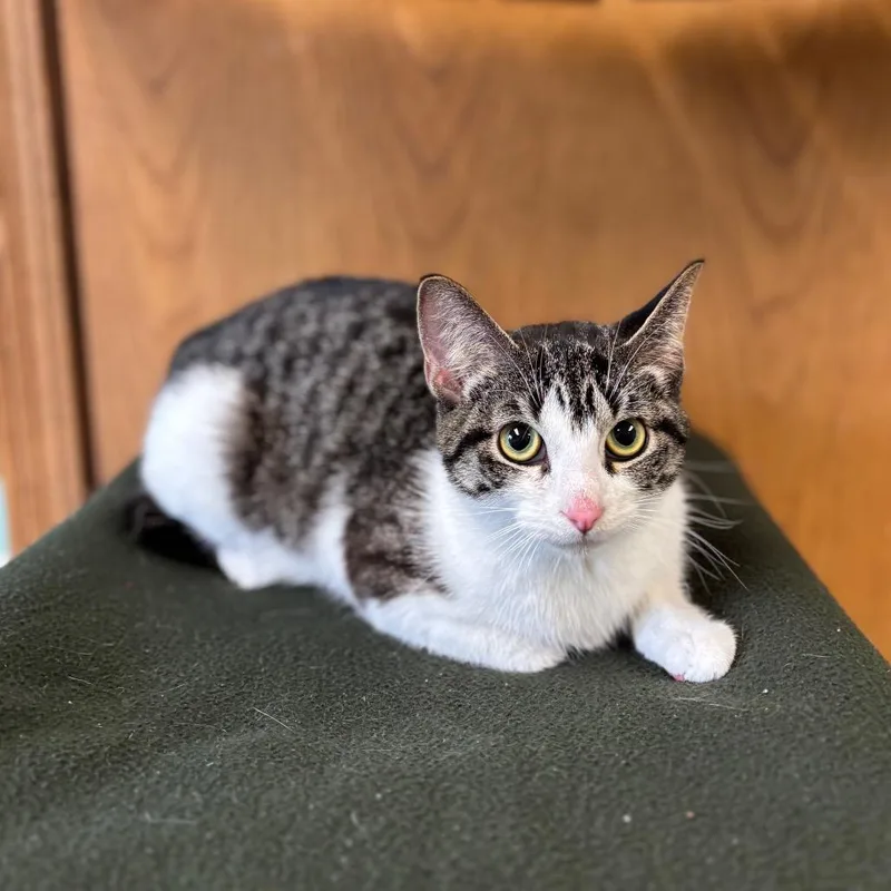 A young medium-sized female Brown / Chocolate Domestic Short Hair cat named SolitaireAt Pet Supplies Plus for adoption in Fargo, ND