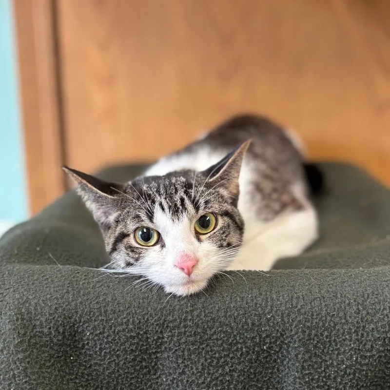 SolitaireAt Pet Supplies Plus thumbnail 2