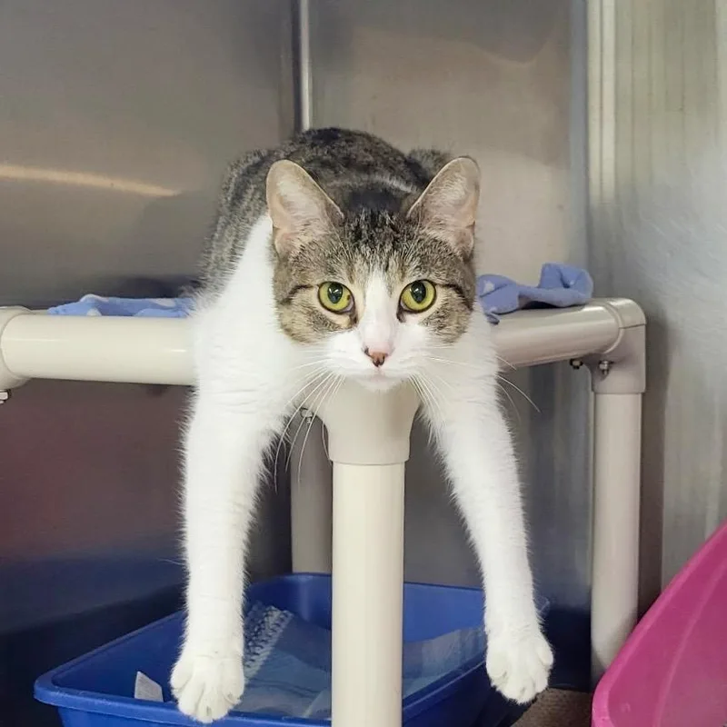 A young medium-sized female Domestic Short Hair cat named Lydia for adoption in Battle Creek, MI