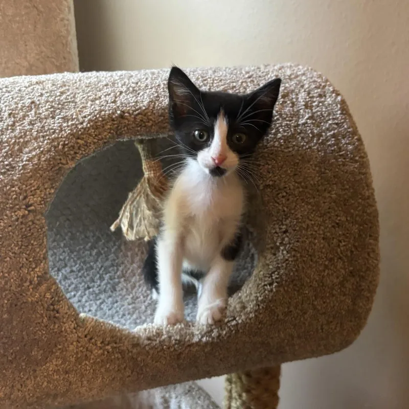 A baby small-sized male Black Domestic Short Hair cat named Kumquat for adoption in New Port Richey, FL