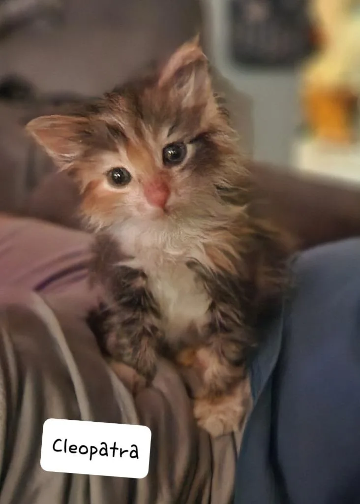 A baby small-sized female Domestic Long Hair cat named Cleopatra for adoption in San Jacinto, CA