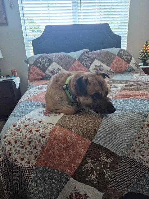 An adult large-sized male Black Mouth Cur dog named Simba Lonestar for adoption in Rockaway, NJ