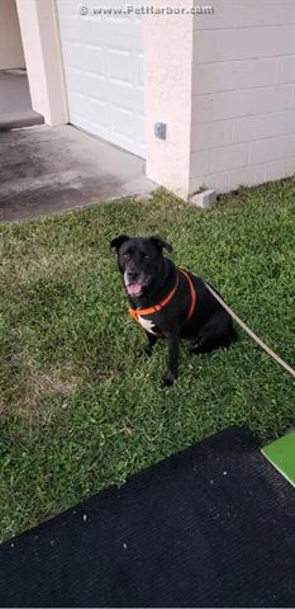 A senior large-sized male Mixed Breed dog named Smokie for adoption in Melbourne, FL