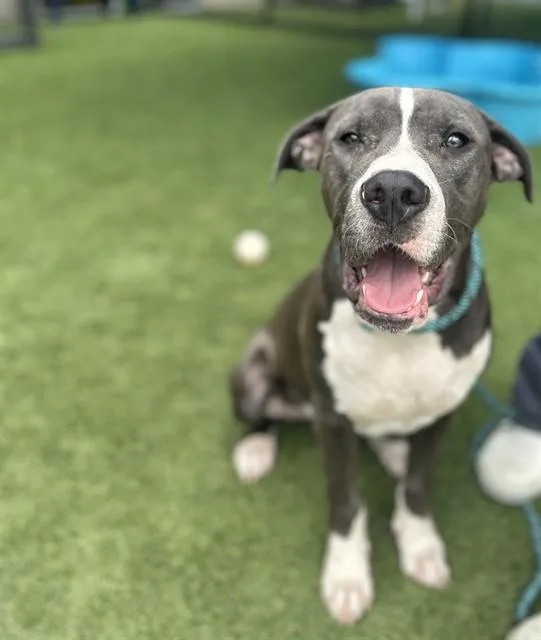 A young large-sized male Mixed Breed dog named Will for adoption in Dallas, TX