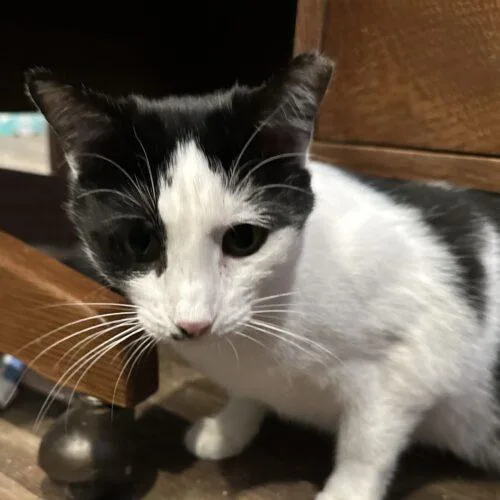 An adult medium-sized female Domestic Short Hair cat named Little Miss for adoption in Tipp City, OH