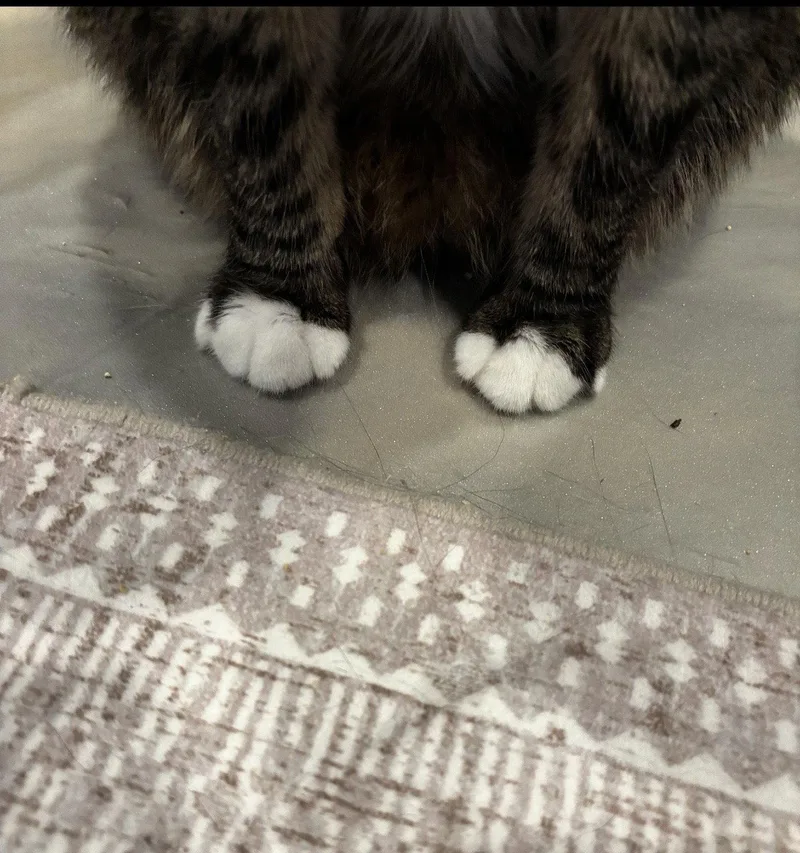 An adult large-sized male Domestic Short Hair cat named Buddy Bear for adoption in Walled Lake, MI