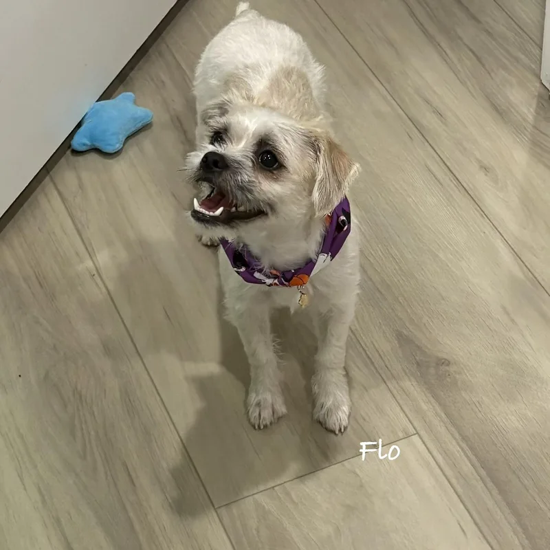 A young small-sized female Shih Tzu dog named Flor for adoption in Las Vegas, NV