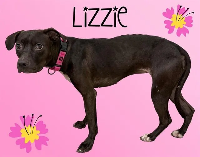 A young medium-sized female Pit Bull Terrier dog named Lizzie for adoption in Sarasota, FL