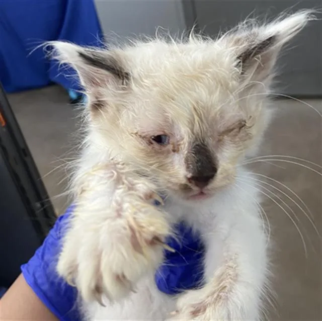 A baby medium-sized male Domestic Short Hair cat named Thiago for adoption in Dallas, TX