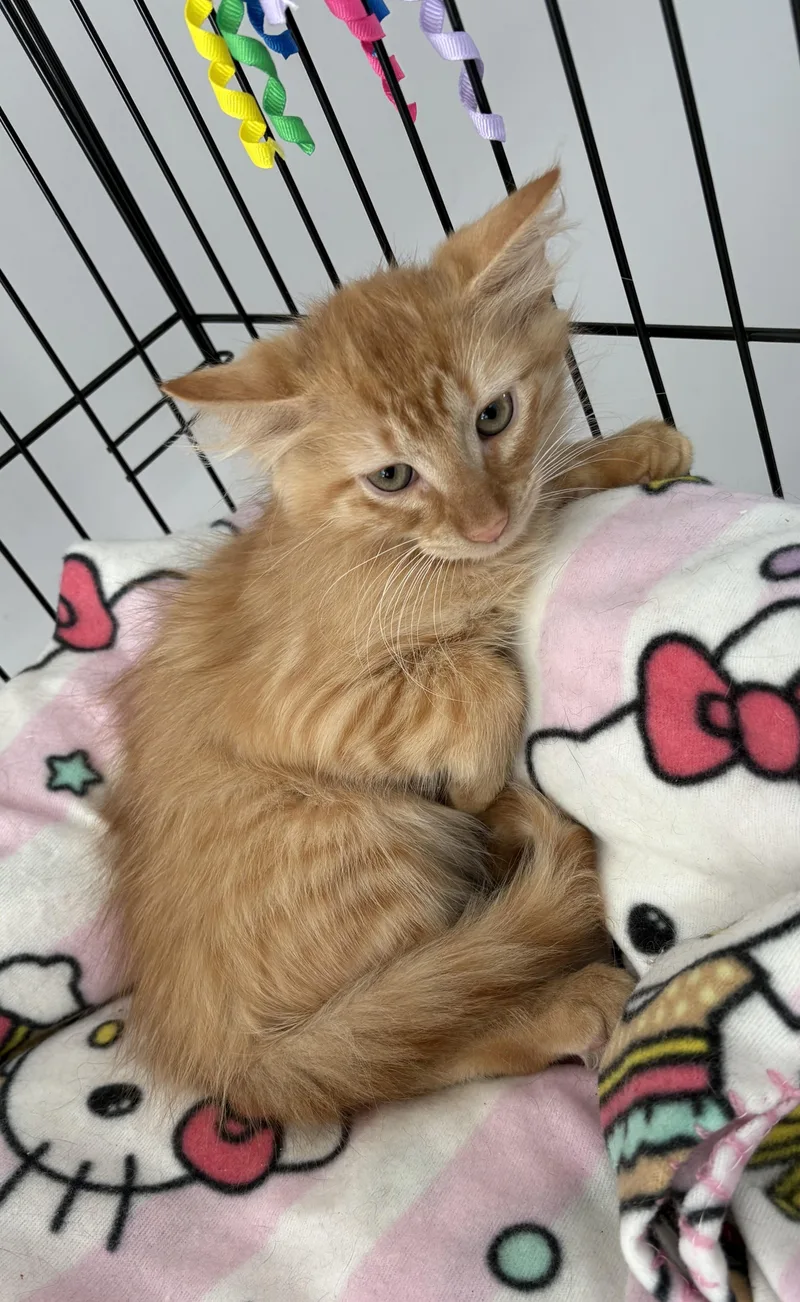 Cayenne
