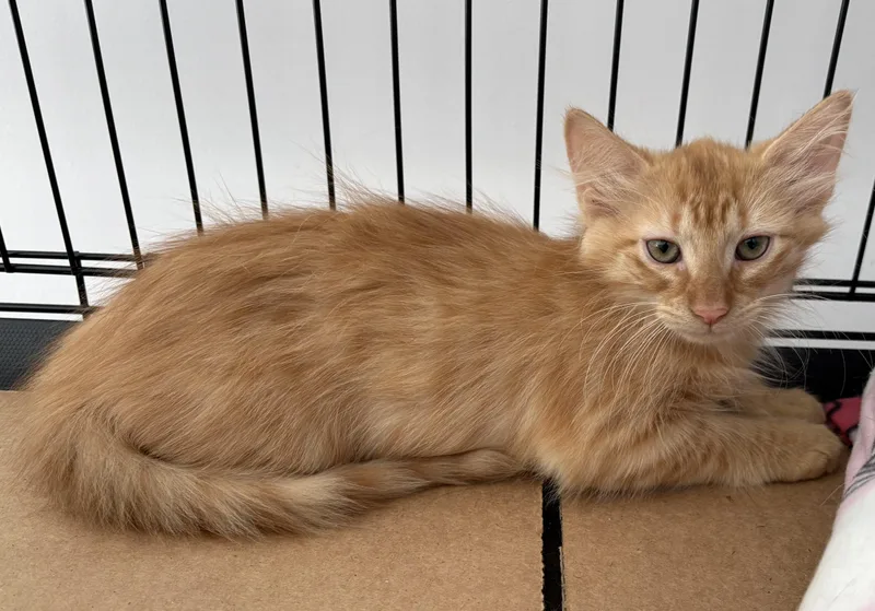 Cayenne thumbnail 3