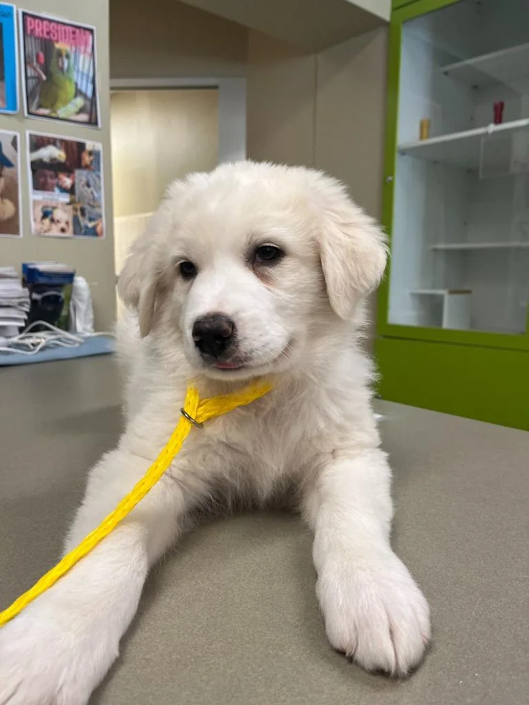 A baby extra large-sized male Great Pyrenees dog named Dog Kennel for adoption in Greenville, TX