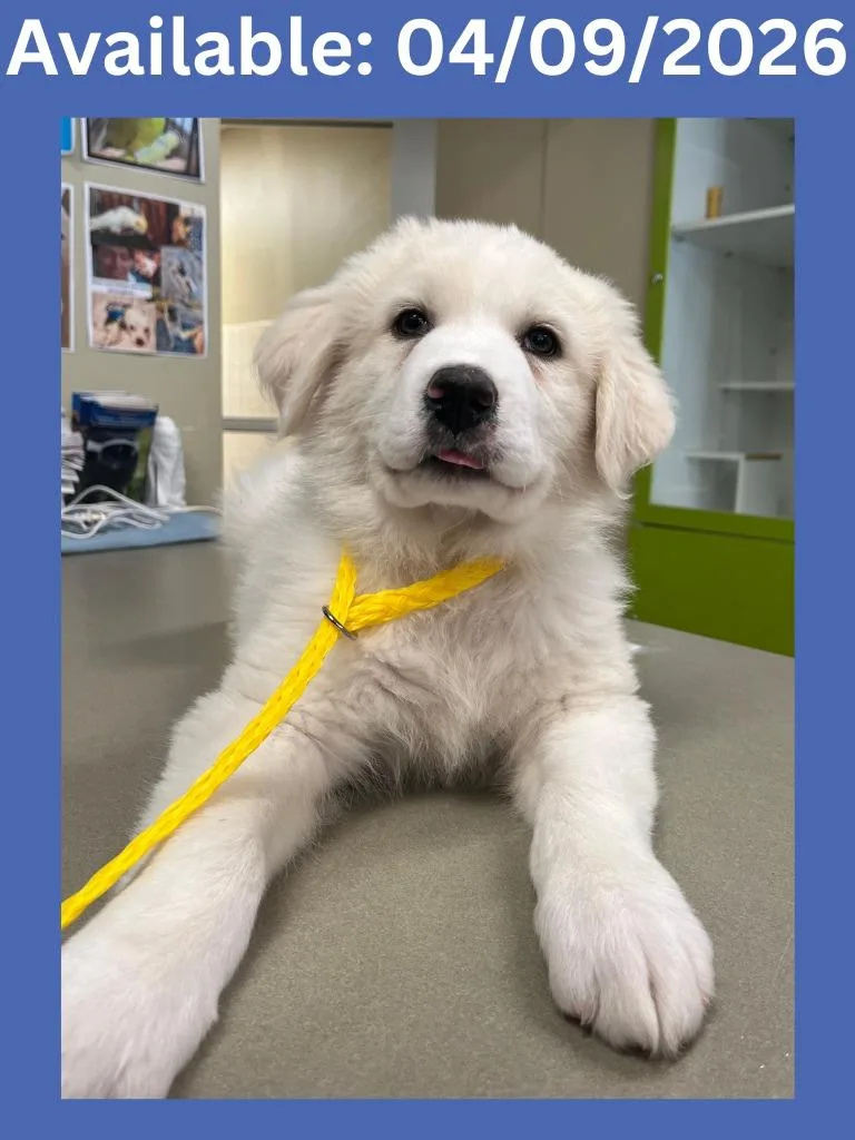 Dog Kennel thumbnail 2