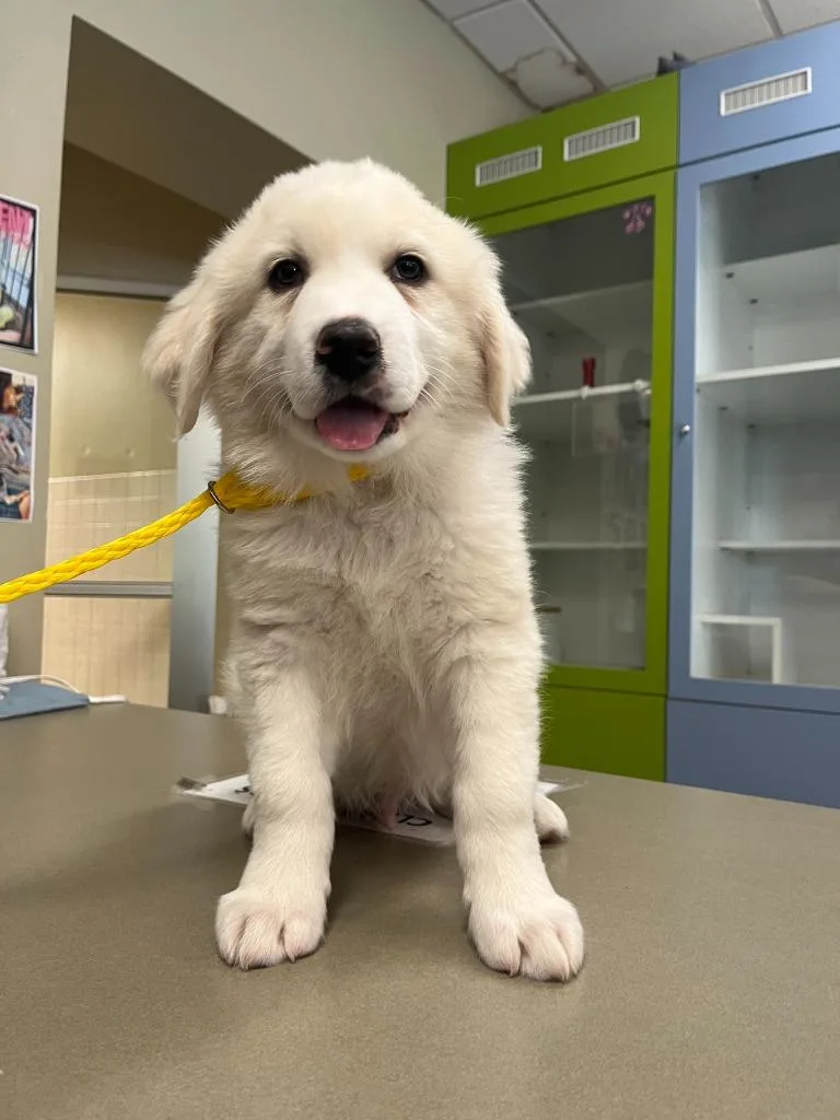 Dog Kennel thumbnail 3