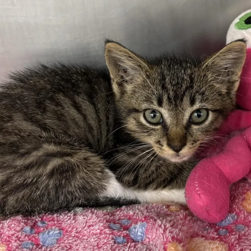 A baby small-sized male Brown / Chocolate Domestic Short Hair cat named Tadpole for adoption in West Palm Beach, FL