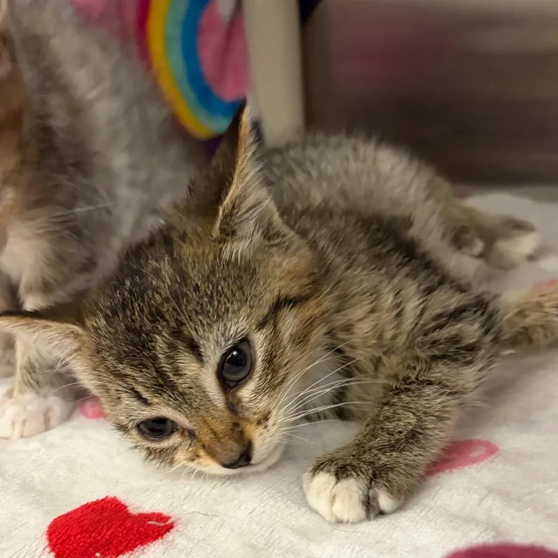 A baby small-sized female Brown / Chocolate Domestic Short Hair cat named Charlie for adoption in Keizer, OR