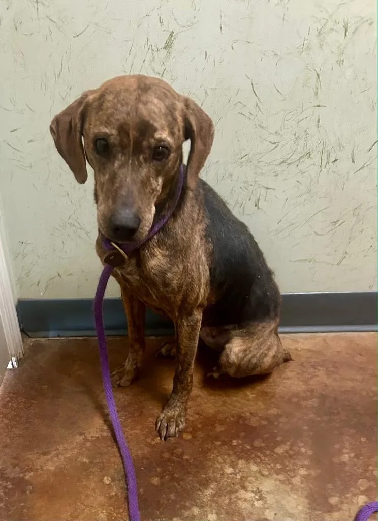An adult medium-sized female Plott Hound dog named Brinley for adoption in Toms River, NJ