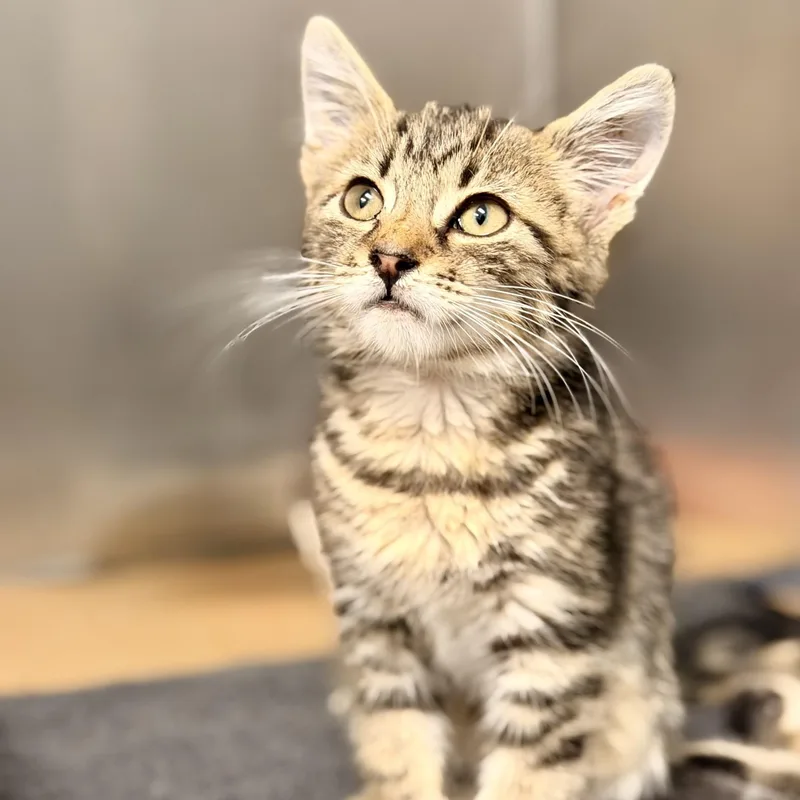 A baby medium-sized male Tabby (Brown / Chocolate) Domestic Short Hair cat named Hank for adoption in Manahawkin, NJ