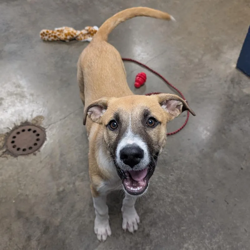A baby large-sized male Yellow / Tan / Blond / Fawn Anatolian Shepherd dog named Mateo for adoption in Independence, KS
