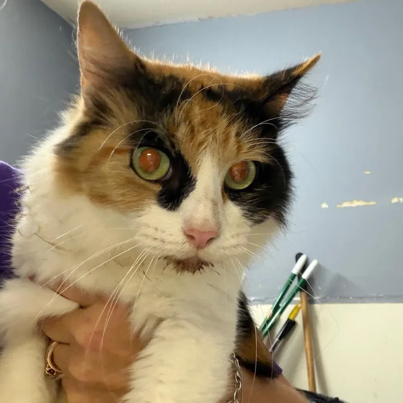Mama Cat