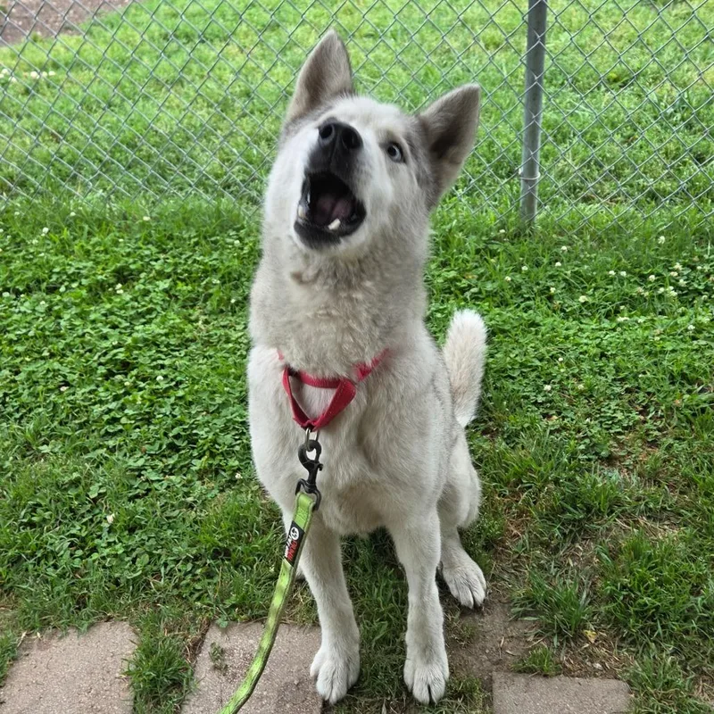 An adult medium-sized male White / Cream Husky dog named Casper for adoption in Tulsa, OK