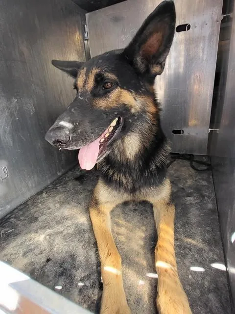An adult large-sized male German Shepherd Dog dog named Luka for adoption in San Antonio, TX