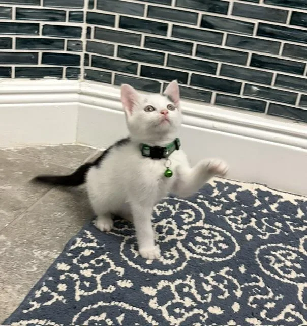 A baby small-sized male Black & White / Tuxedo American Shorthair cat named Yoda for adoption in Maitland, FL