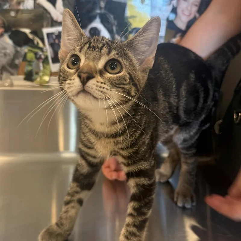 A baby small-sized female Brown / Chocolate Domestic Short Hair cat named Tuna Turner for adoption in Louisville, KY