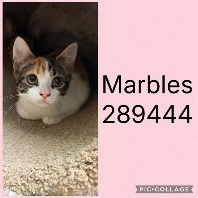 A baby small-sized female Domestic Short Hair cat named Marbles for adoption in Macon, GA