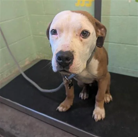 A young small-sized male Pit Bull Terrier dog named Potito for adoption in Sacramento, CA