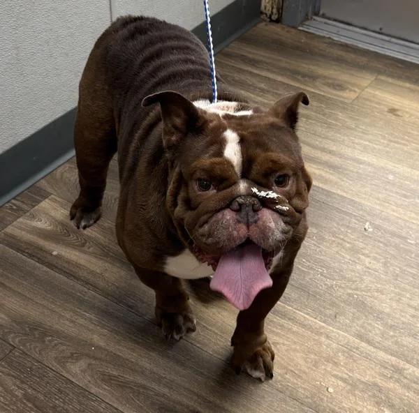 An adult medium-sized female English Bulldog dog named Questionnaire for adoption in San Diego, CA