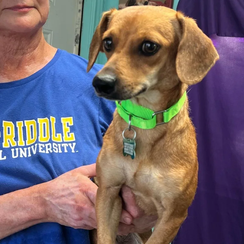 A young small-sized female Yellow / Tan / Blond / Fawn Chihuahua dog named Dina for adoption in Boerne, TX