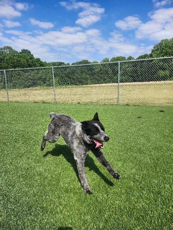 An adult medium-sized male Black Cattle Dog dog named Texaco for adoption in Jackson, TN