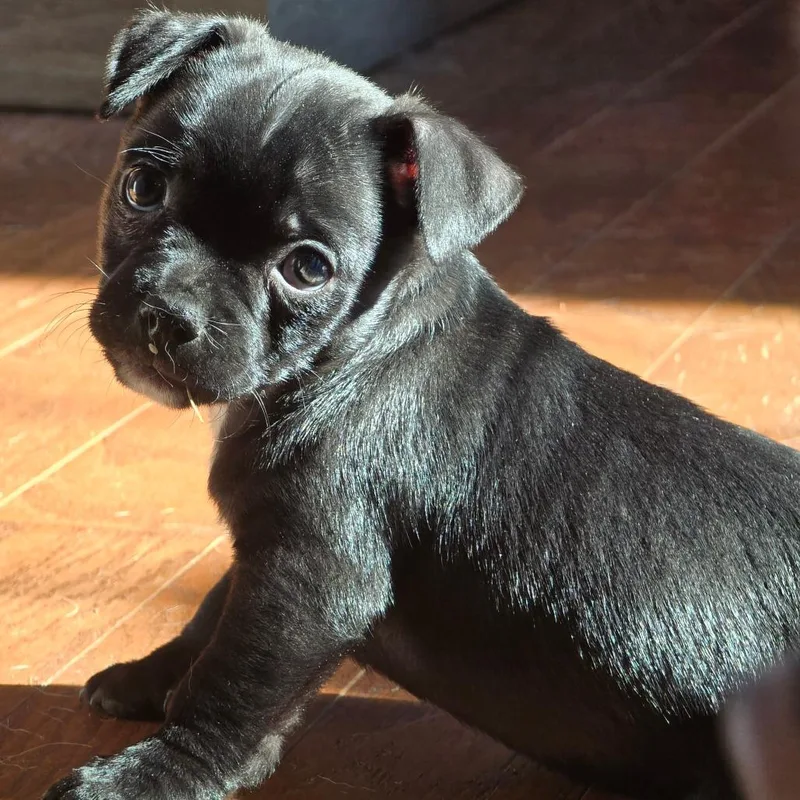 A baby small-sized male Black Mixed Breed dog named David for adoption in Fredericksburg, VA