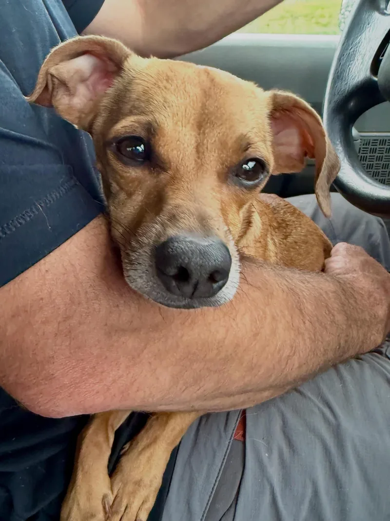 An adult small-sized male Mixed Breed dog named Cuddles for adoption in Wilsall, MT