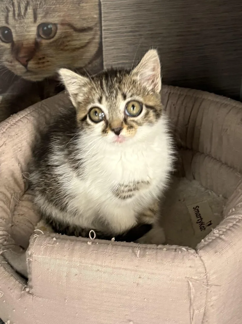 A baby medium-sized female American Shorthair cat named Ziggy for adoption in Big Rapids, MI