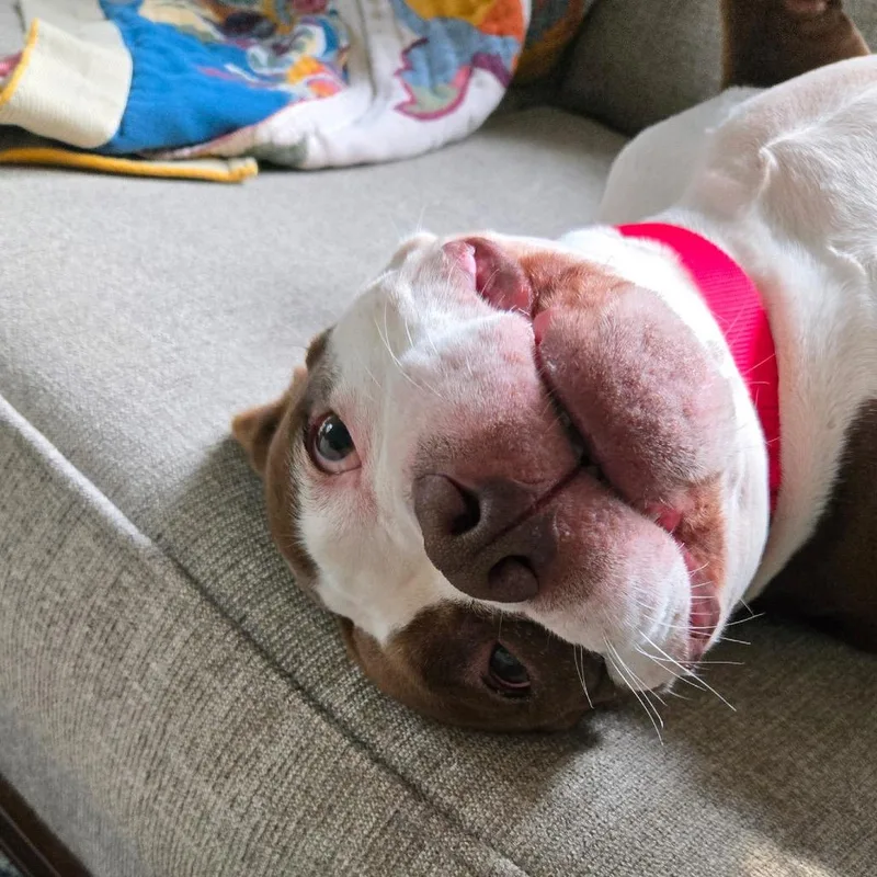An adult medium-sized female Brown / Chocolate Mixed Breed dog named Dolly Pawton for adoption in Hinsdale, IL