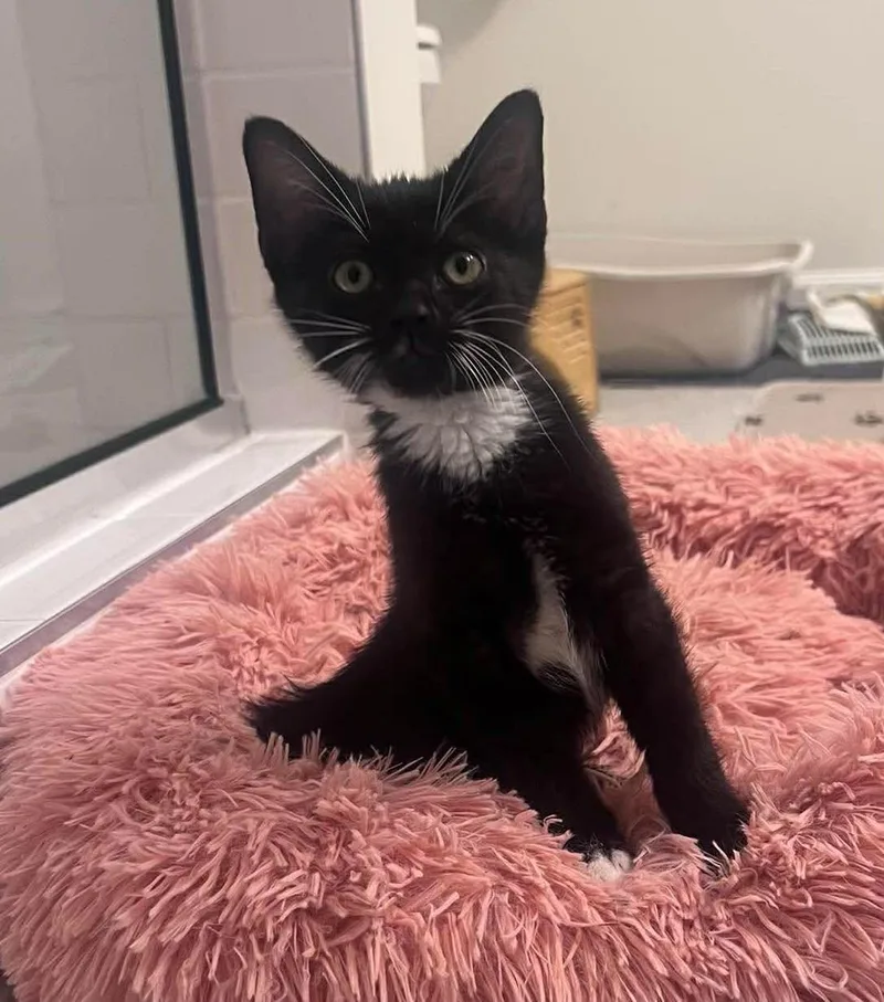 A baby medium-sized male Black & White / Tuxedo Domestic Medium Hair cat named Sunny Bunny for adoption in Aberdeen, NC