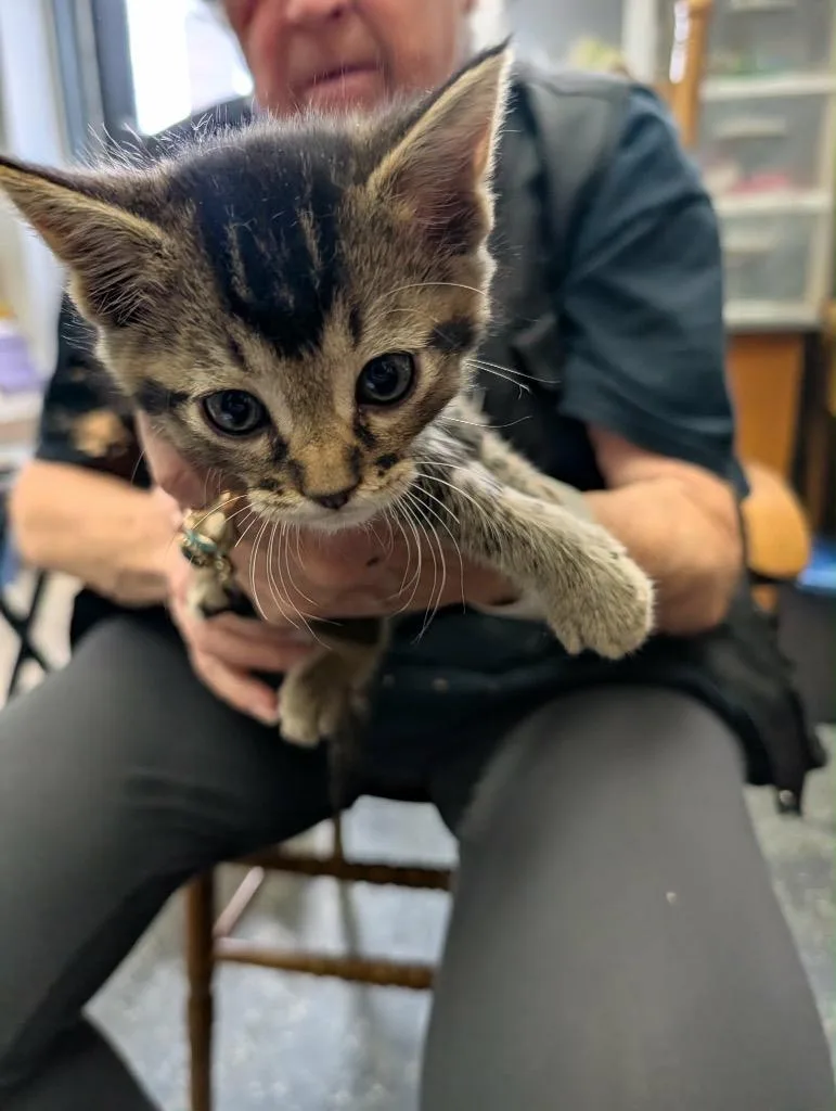 A baby medium-sized female Tabby cat named Winnie for adoption in Grand Junction, CO