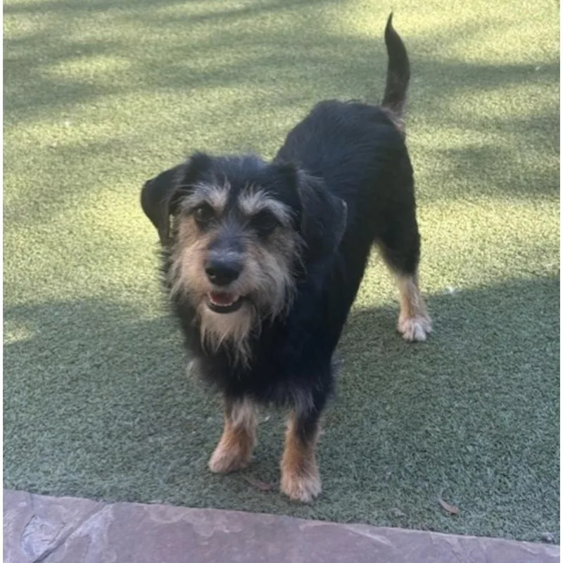 A young small-sized male Terrier dog named Duncan for adoption in Norwalk, CT