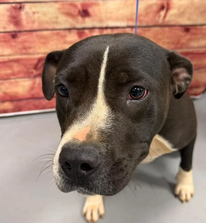 An adult medium-sized female Black Pit Bull Terrier dog named AC "Wednesday" for adoption in Conyers, GA