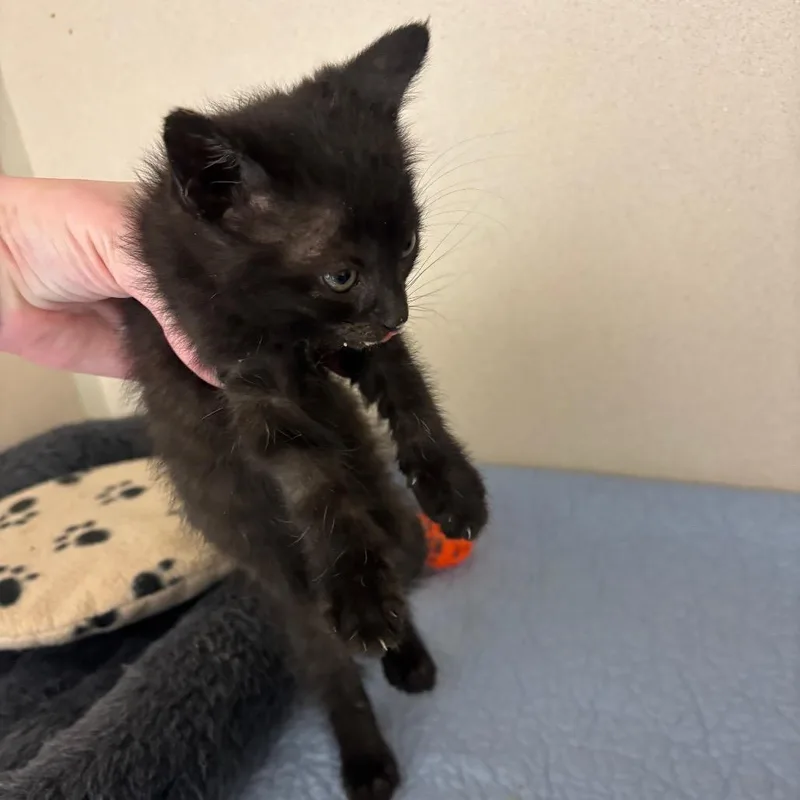 A baby small-sized female Black Domestic Short Hair cat named Casey for adoption in Marshalltown, IA