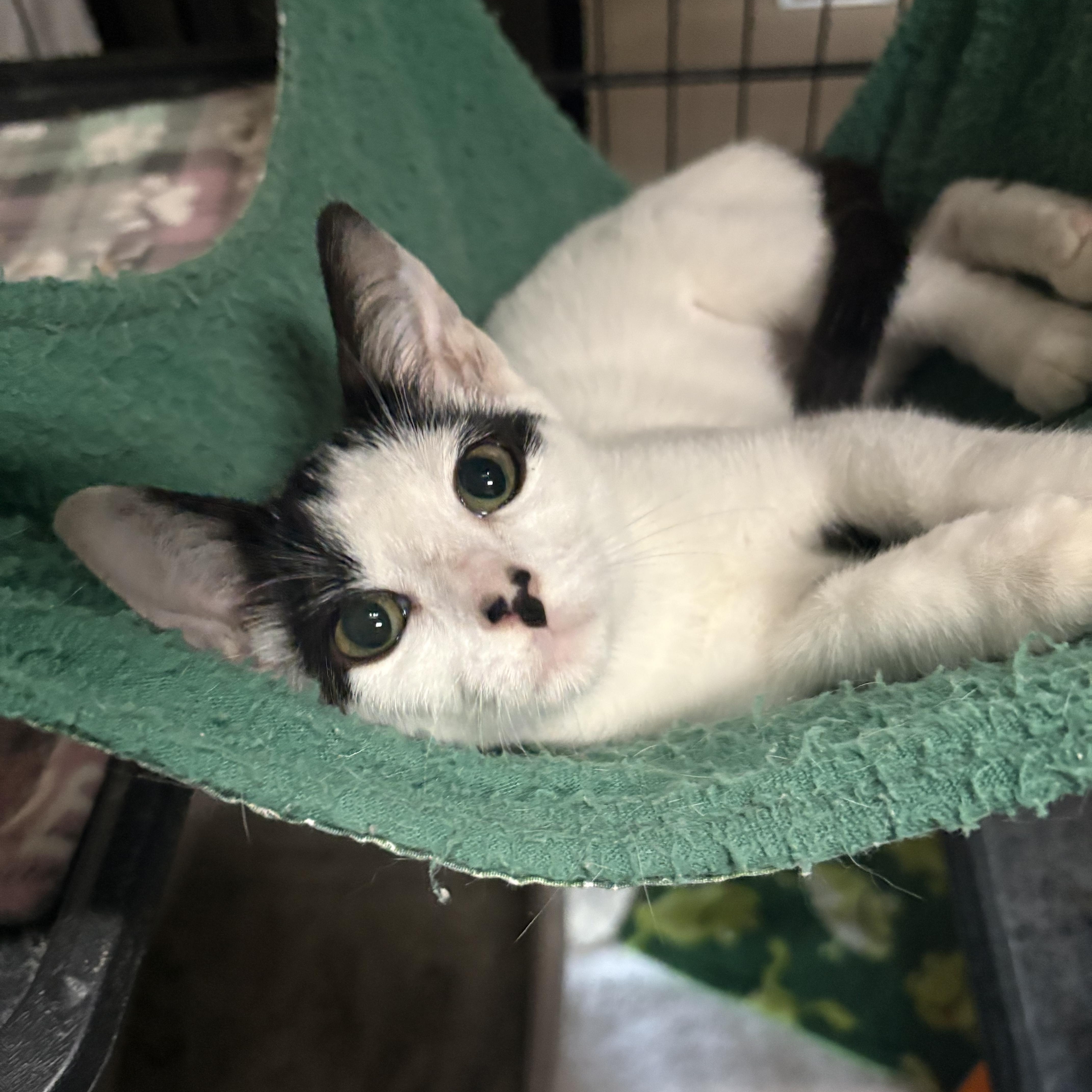 A baby small-sized female Black & White / Tuxedo Domestic Short Hair cat named Cloud for adoption in Highland, IN