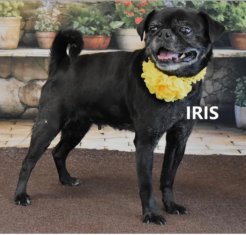 An adult small-sized female Pug dog named Iris Mae for adoption in Gilbert, AZ