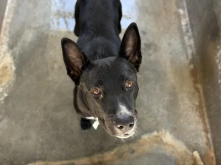 A young large-sized male Labrador Retriever dog named Logan for adoption in San Pedro, CA