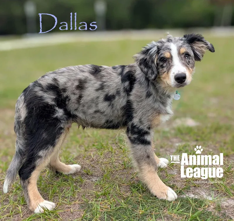 Dallas thumbnail 3