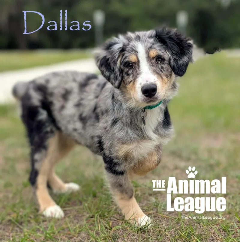 Dallas thumbnail 4