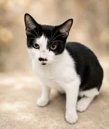 A young medium-sized male Black Domestic Short Hair cat named Desmond for adoption in Portsmouth, OH