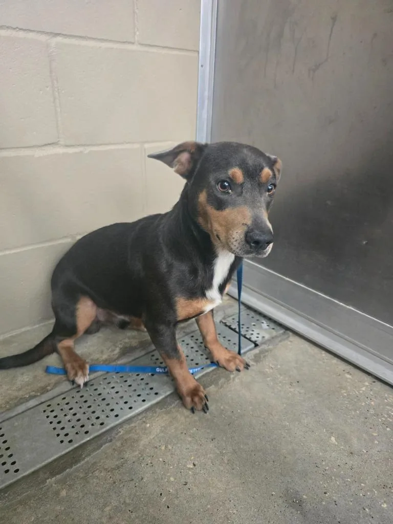 A young medium-sized male Labrador Retriever dog named Blake for adoption in Huntsville, TX