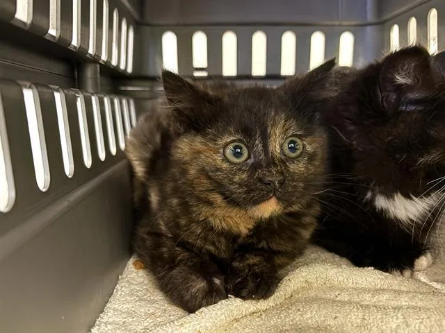A young medium-sized female Domestic Short Hair cat named Bear for adoption in Kent, WA